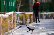 پرندگان در حال عبور در مسیرهای باغ پرندگان اصفهان
