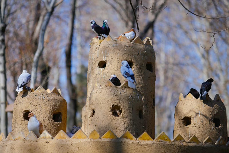 کبوترها در باغ پرندگان اصفهان