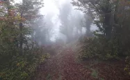 مسیر جنگلی سوها به لاتون