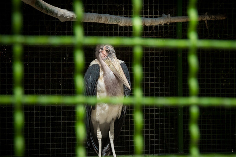 پرنده در قفس در باغ پرندگان اصفهان