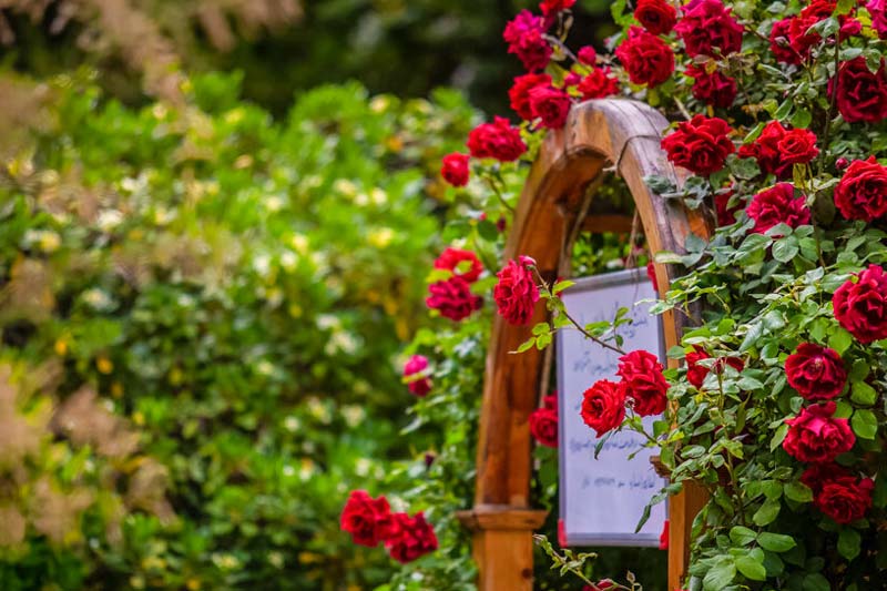 گل‌های رز در باغ گل‌های اصفهان