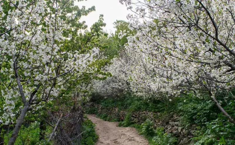 شکوفه های سفید بهاری در روستای آهار تهران