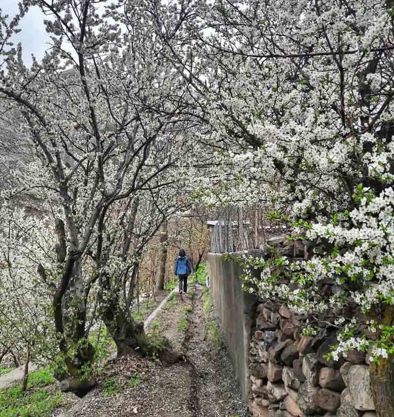 شکوفه های بهاری در روستای آهار