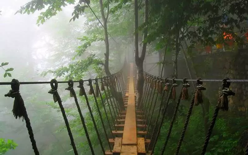 پل معلق نمک آبرود در میان درختان مملو از مه