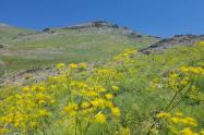 بهار در دره پیازچال