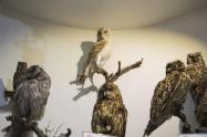 پرندگان تاکسیدرمی شده در موزه طبیعت و حیات وحش دارآباد