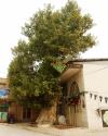 خانه قدیمی و درخت کهنسال