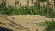 درختان اطراف جاده خاکی روستای سر آقا سید کوهرنگ