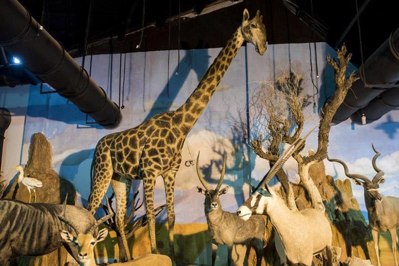 حیوانات آفریقایی در موزه طبیعت و حیات وحش دارآباد