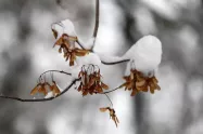 زیبایی‌های طبیعت زمستانی کلکچال