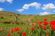 رویش گل‌ها در بهار پارک ملی خجیر