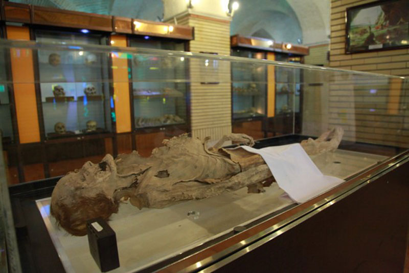 بخش دیرین‌شناسی در موزه ملی تاریخ علوم پزشکی ایران