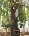 حفاظت از درخت کهنسال استان مرکزی