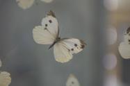 نمونه‌های پروانه در موزه طبیعت و حیات وحش دارآباد