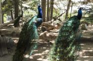طاووس‌ها در محوطه موزه طبیعت و حیات وحش دارآباد