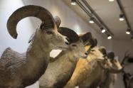 سر گوزن‌های تاکسیدرمی شده در موزه طبیعت و حیات وحش دارآباد