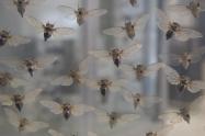 ویترین‌های حشرات در موزه طبیعت و حیات وحش دارآباد