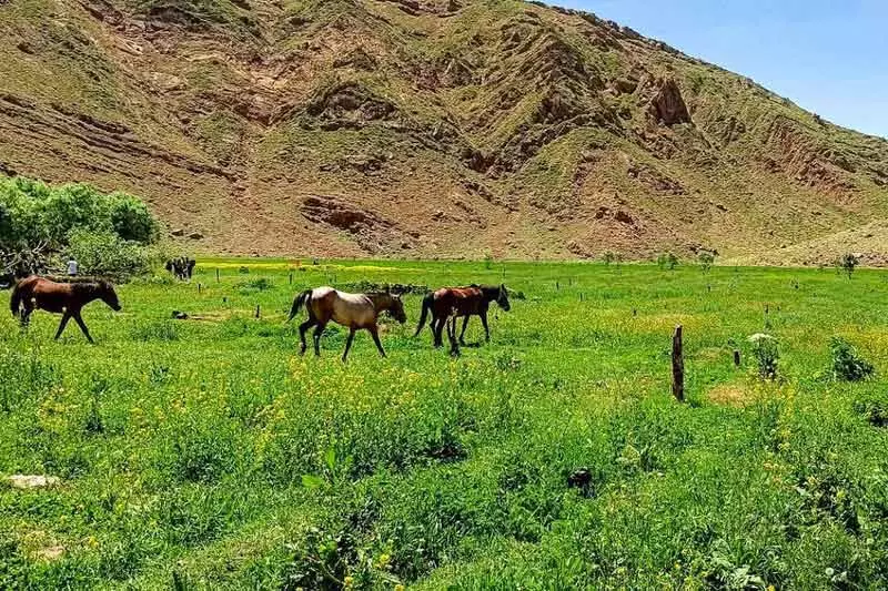 اسب‌ها در دشت هویج