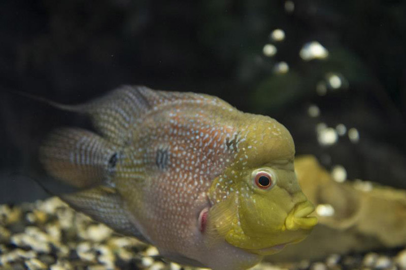 ماهی‌‌ها در موزه طبیعت و حیات وحش دارآباد