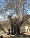گردشگری در حال عکاسی با درخت کهنسال