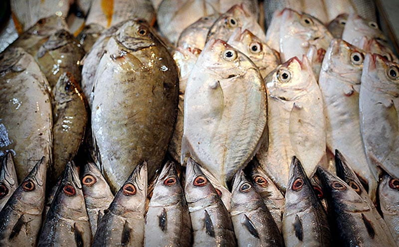 ماهی‌های صید شده در بوشهر