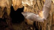 خفاشی در غار خفاش