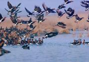 پرندگان مهاجر آشوراده. منبع عکس: وبسایت تریپ یار