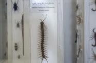 حشرات گوناگون در موزه طبیعت و حیات وحش دارآباد