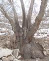 درخت کهنسال ثبت شده در فهرست میراث طبیعی