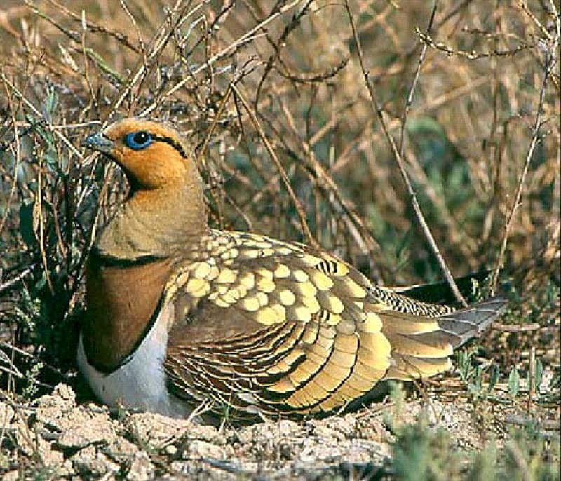 پارک ملی خبر