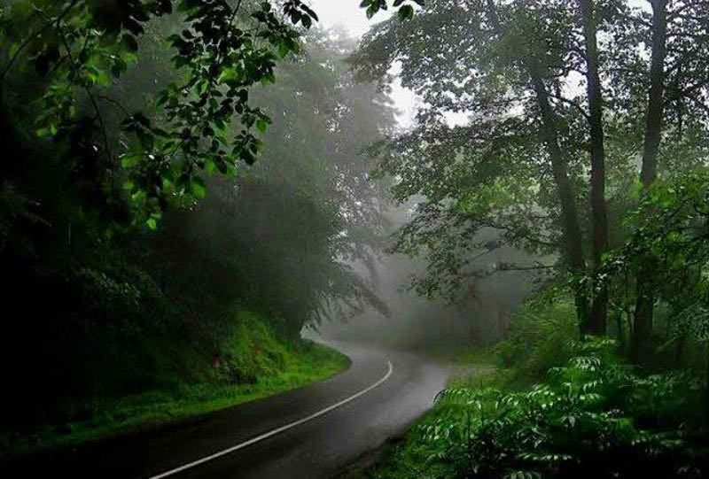 جاده مه گرفته عباس آبادبه کلاردشت میان انبوه درختان