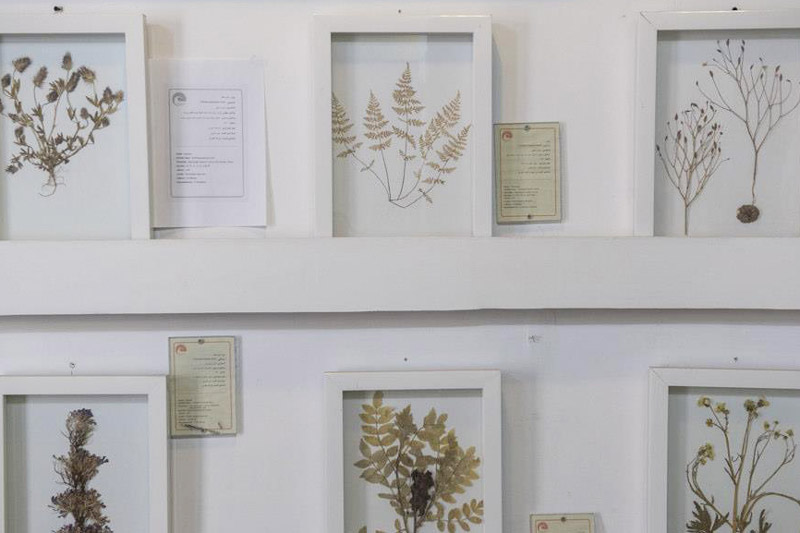 بخش گیاه‌شناسی در موزه طبیعت و حیات وحش دارآباد