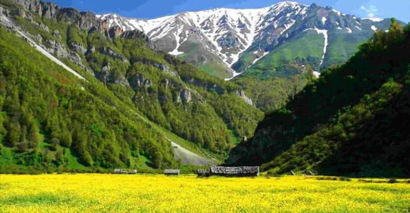 دشت پر از گل های زرد دریاسر در جوار کوهستان های سبز و قله برفی