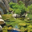 خزه های آبگیر تنگ تیزاب فارس کنار صخره های کوه