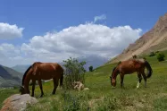 اسب‌های آزاد در طبیعت روستای نوا