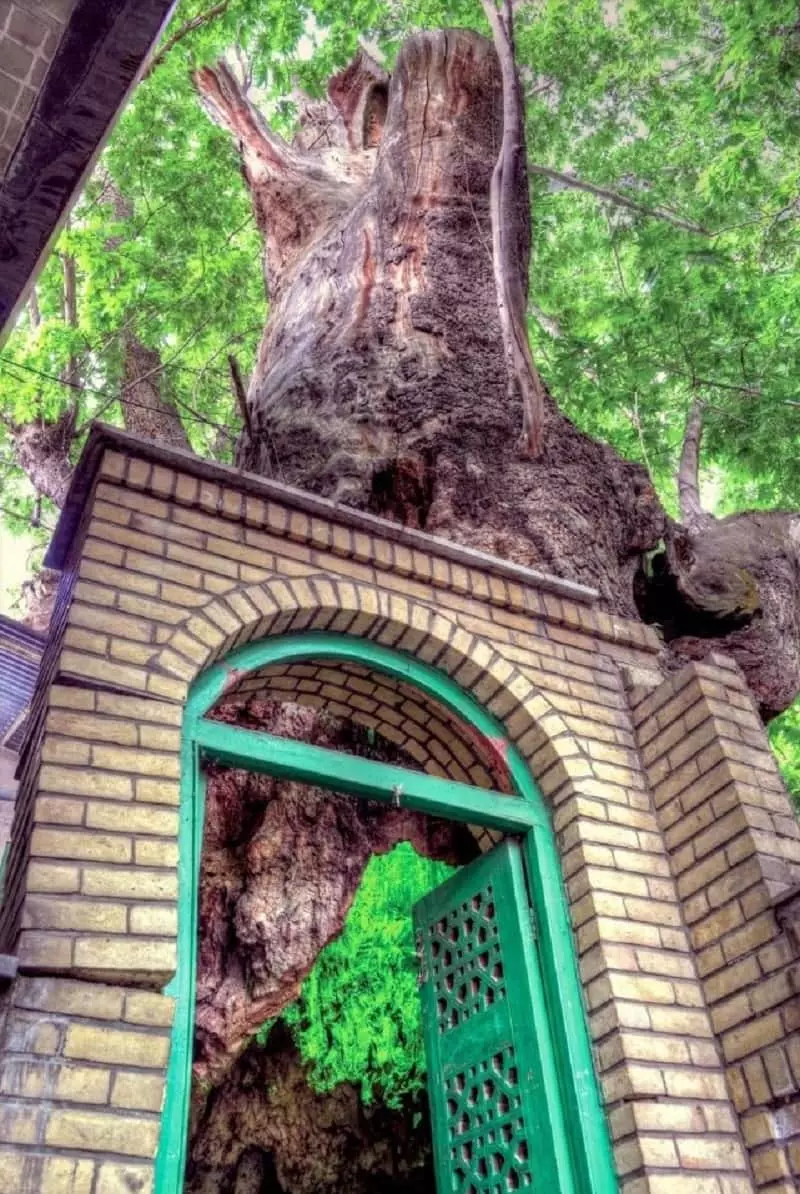 درخت چنار مسجد برغان
