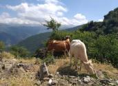 حیوانات در روستای سوادرودبار