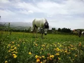 اسبی در حال چرا در روستای سله بن