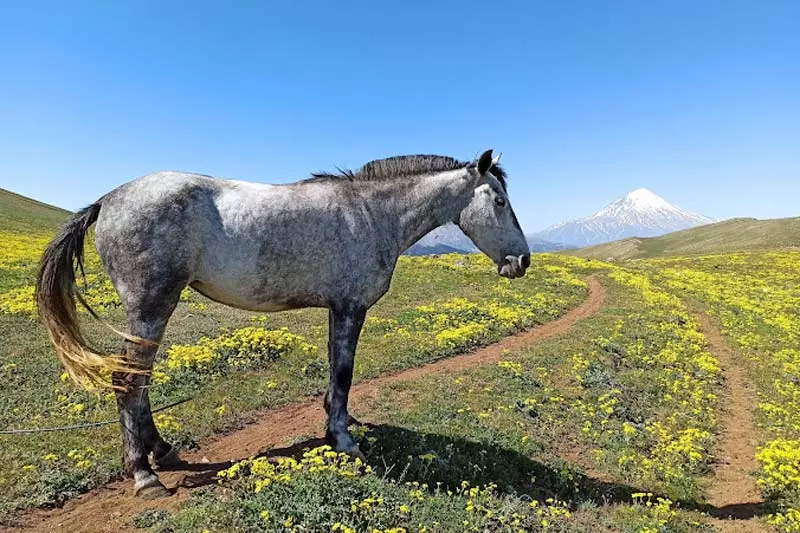 اسبی در مسیرهای جنگل الیمستان