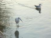 شنای پرندگان در زاینده رود