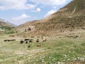 چرای گوسفندان در روستای نجفدر