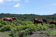 اسب‌های آزاد در جنگل الیمستان