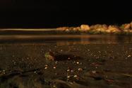 سواحل مازندران در شب