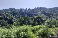 انبوه درختان جنگل دو هزار مازندران در تنکابن