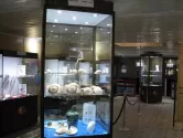 موزه صدف های ناژوان