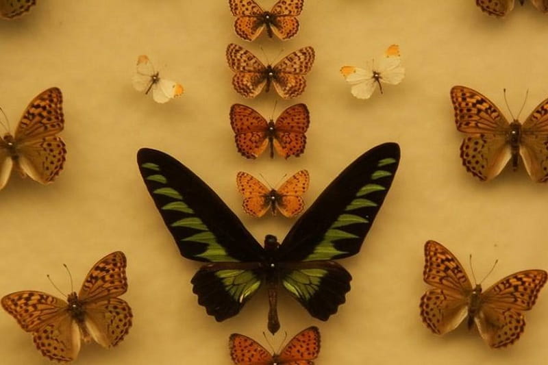 باغ موزه پروانه ها
