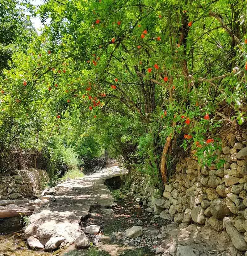 درختان میوه در مسیر پرچین سنگی روستای دشتک شیراز