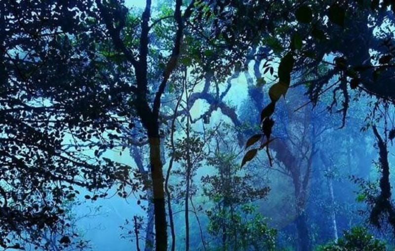 جنگل جیغ مشهد در شب میان مه 