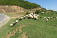 گله‌ گوسفندان در مسیر ییلاق زندانه