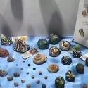 موزه صدف های ناژوان